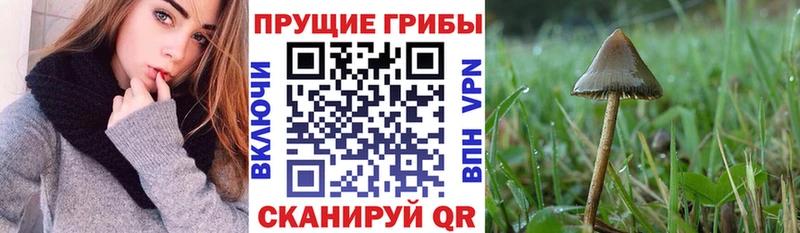 Псилоцибиновые грибы ЛСД Калининград